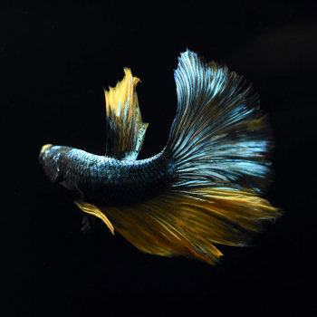 Siamesische Kampffisch, Betta splendens